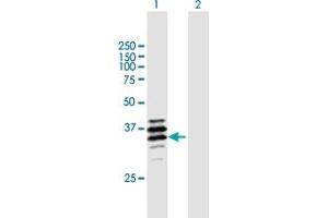 Western Blot analysis of PPT2 expression in transfected 293T cell line by PPT2 MaxPab polyclonal antibody. (PPT2 anticorps  (AA 1-302))