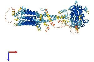 AlphaFold protein structure predicition of Mouse Recombinant Adcy4 Protein, UniprotID Q91WF3