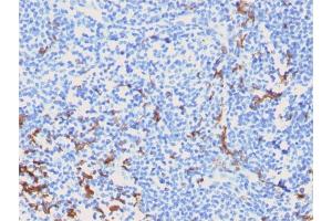 Formalin-fixed, paraffin-embedded human Tonsil stained with CD163-Monospecific Mouse Monoclonal Antibody (M130/2162).