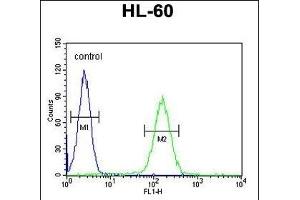 NOS1 Antibody (Center) 10269c flow cytometric analysis of HL-60 cells (right histogram) compared to a negative control cell (left histogram). (NOS1AP anticorps  (AA 437-466))