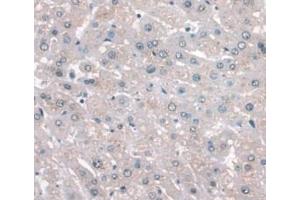 IHC-P analysis of Human Liver Tissue, with DAB staining. (APOA1 anticorps  (AA 122-267))