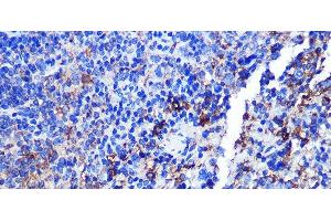 Immunohistochemistry of paraffin-embedded Mouse spleen using CD68 Polyclonal Antibody at dilution of 1:100 (40x lens). (CD68 anticorps)