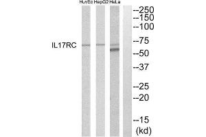 Western Blotting (WB) image for anti-Interleukin 17 Receptor C (IL17RC) (C-Term) antibody (ABIN1852560)