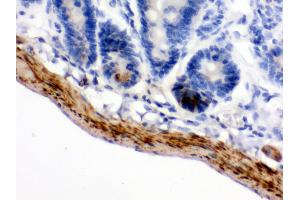 Anti- MAOB Picoband antibody,IHC(P) IHC(P): Mouse Intestine Tissue