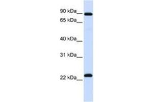 Image no. 1 for anti-Regulator of G-Protein Signalling 19 (RGS19) (N-Term) antibody (ABIN6742424) (RGS19 anticorps  (N-Term))