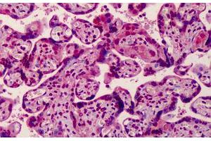 Human Placenta: Formalin-Fixed, Paraffin-Embedded (FFPE) (MED28 anticorps  (Internal Region))