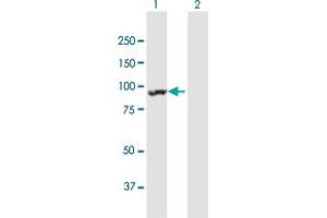 Western Blot analysis of ANKRD17 expression in transfected 293T cell line by ANKRD17 MaxPab polyclonal antibody. (ANKRD17 anticorps  (AA 1-751))