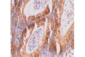 Immunohistochemical staining of mouse testis tissue using BCL2L14 polyclonal antibody  at 2 ug/mL . (BCL2L14 anticorps  (C-Term))