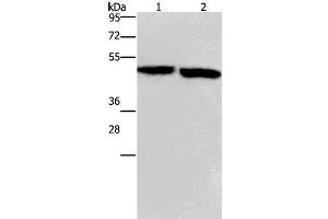 Western Blot analysis of Mouse stomach and brain tissue using CLUAP1 Polyclonal Antibody at dilution of 1:500 (CLUAP1 anticorps)