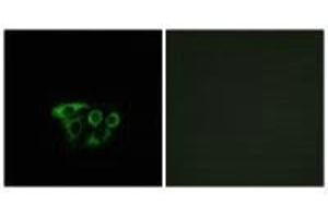 Immunofluorescence analysis of A549 cells, using ATP5L2 antibody.