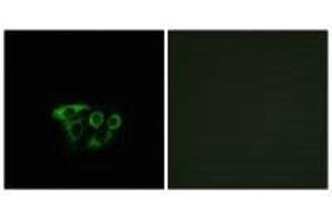 Immunofluorescence analysis of A549 cells, using ATP5L2 antibody. (ATP5L2 anticorps)