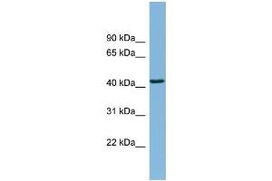 WB Suggested Anti-DNAJB12 Antibody Titration:  0. (DNAJB12 anticorps  (Middle Region))