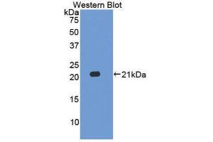Western Blotting (WB) image for anti-Interleukin 17C (IL17C) (AA 36-187) antibody (ABIN1859356) (IL17C anticorps  (AA 36-187))