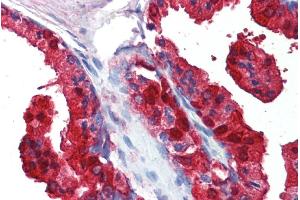ABIN185332 (5µg/ml) staining of paraffin embedded Human Prostate.