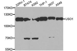 Western blot analysis of extracts of various cell lines, using USO1 antibody. (USO1 anticorps)