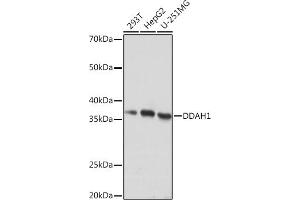 Western blot analysis of extracts of various cell lines, using DD Rabbit mAb (ABIN7266778) at 1:1000 dilution. (DDAH1 anticorps)