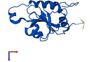 AlphaFold protein structure predicition of Human Recombinant FUOM Protein, UniprotID A2VDF0