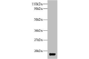 Western blot All lanes: trxA antibody at 2 μg/mL + DH5α whole cell lysate Secondary Goat polyclonal to rabbit IgG at 1/10000 dilution Predicted band size: 12 kDa Observed band size: 12 kDa (TrxA (AA 2-109) anticorps)