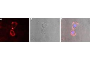 Expression of Glutamate receptor δ2 in rat PC12 cells - Cell surface detection of GluD2 in live intact rat PC12 pheochromocytoma cells.