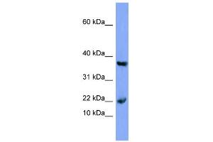 WB Suggested Anti-MB Antibody Titration:  0. (MB anticorps  (N-Term))