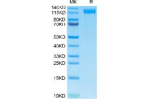 Mouse VEGF R2 on Tris-Bis PAGE under reduced condition. (VEGFR2/CD309 Protein (AA 20-762) (His tag))