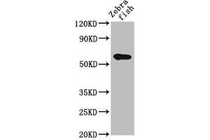 Western Blot Positive WB detected in: Zebrafish tissue All lanes: src antibody at 2 μg/mL Secondary Goat polyclonal to rabbit IgG at 1/50000 dilution Predicted band size: 61 kDa Observed band size: 61 kDa (Src anticorps  (AA 2-146))
