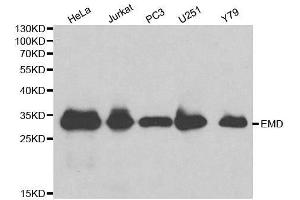 Western blot analysis of extracts of various cell lines, using EMD antibody. (Emerin anticorps  (AA 1-220))