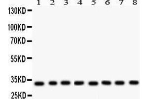 Anti- SMN1/2 Picoband antibody, Western blotting All lanes: Anti SMN1/2 at 0. (SMN1 / SMN2 (AA 22-52), (N-Term) anticorps)