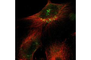 Immunofluorescent staining of U251 cells using SIK2 polyclonal antibody  shows positivity in the Golgi apparatus (green). (SIK2 anticorps  (AA 325-457))
