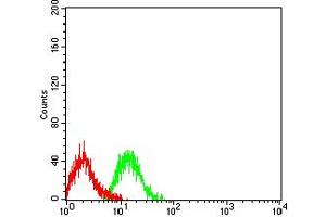 Flow cytometric analysis of Jurkat cells using TNFRSF18 mouse mAb (green) and negative control (red).