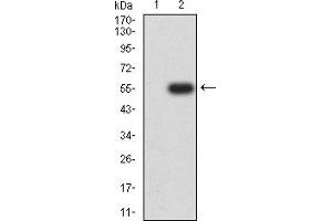 Western blot analysis using CHRNA6 mAb against HEK293 (1) and CHRNA6 (AA: 26-239)-hIgGFc transfected HEK293 (2) cell lysate.
