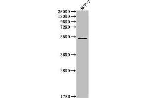 Western Blot Positive WB detected in: MCF-7 whole cell lysate All lanes: PD1 antibody at 1:2000 Secondary Goat polyclonal to rabbit IgG at 1/50000 dilution Predicted band size: 32 KDa Observed band size: 32 kDa