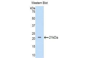 Western Blotting (WB) image for anti-Interleukin 11 Receptor, alpha (IL11RA) (AA 59-217) antibody (ABIN3203902) (IL11RA anticorps  (AA 59-217))