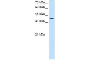 ACTR2 antibody - N-terminal region  validated by WB using Jurkat cell lysate at 2. (ACTR2 anticorps  (N-Term))