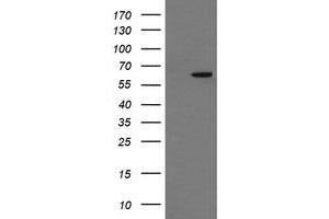 Image no. 1 for anti-Chaperonin Containing TCP1, Subunit 8 (Theta)-Like 2 (CCT8L2) antibody (ABIN1497484) (CCT8L2 anticorps)