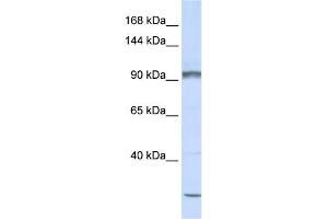 WB Suggested Anti-PCDHAC2 Antibody Titration:  0. (PCDHAC2 anticorps  (N-Term))