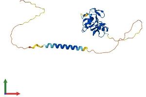 AlphaFold protein structure predicition of Mouse Recombinant Clec7a Protein, UniprotID Q6QLQ4