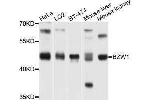 Western blot analysis of extracts of various cell lines, using BZW1 antibody (ABIN1875479) at 1:1000 dilution. (BZW1 anticorps)