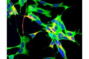 Human neuroblastoma SH-SY5Y cells stained with mouse anti-GAPDH (green), chicken antibody to neurofilament NF-H (catalog # 1451-NFH) (red) and DNA (blue). (GAPDHS anticorps)