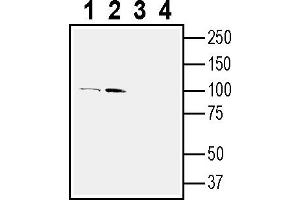 Western blot analysis of  human  monocytic leukemia cell line lysate (lanes 1 and 3) and human K562 chronic myelogenous leukemia cell line lysate (lanes 2 and 4):1-2.