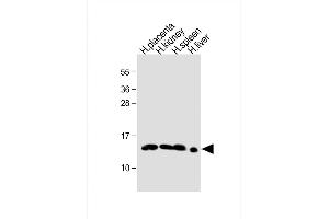 Hemoglobin, epsilon 1 (HBe1) (AA 55-83) anticorps