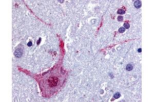 Anti-CHRM3 / M3 antibody IHC of human brain, cortex. (CHRM3 anticorps  (Cytoplasmic Domain))