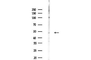 anti-TIA1 Cytotoxic Granule-Associated RNA Binding Protein-Like 1 (TIAL1) (Internal Region) antibody