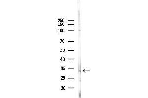 Western blot analysis of lysates from Mouse testis, using Phospho-RPS6 (Ser6) Antibody at 1/1000 dilution.