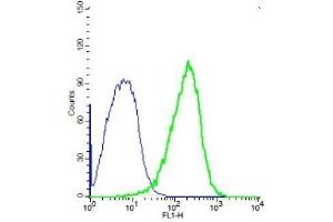 Human 293T cells probed with Rabbit Anti-TEM1/CD248 Polyclonal Antibody, Unconjugated .