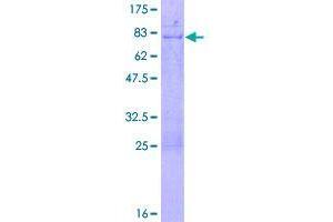 Image no. 1 for Y Box Binding Protein 2 (YBX2) (AA 1-364) protein (GST tag) (ABIN1325509)