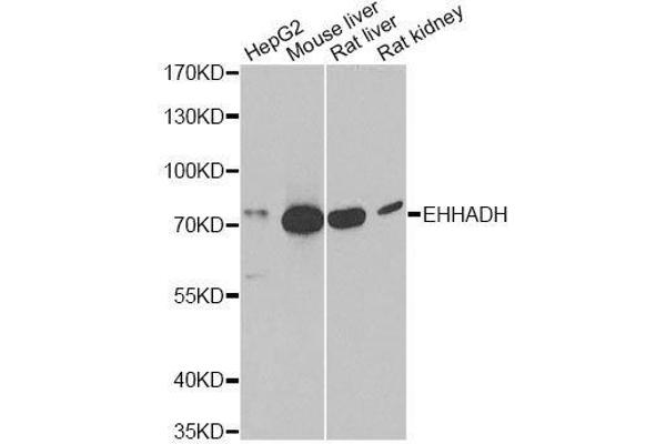 EHHADH 抗体  (AA 444-723)