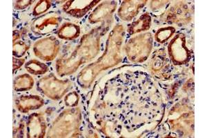 Immunohistochemistry of paraffin-embedded human kidney tissue using ABIN7147508 at dilution of 1:100