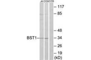 Western blot analysis of extracts from COS7/Jurkat cells, using BST1 Antibody. (BST1 anticorps  (AA 71-120))