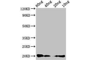 Western Blot Positive WB detected in Recombinant protein All lanes: CALCA antibody at 3 μg/mL Secondary Goat polyclonal to rabbit IgG at 1/50000 dilution Predicted band size: 20 kDa Observed band size: 20 kDa (CGRP anticorps  (AA 85-116))